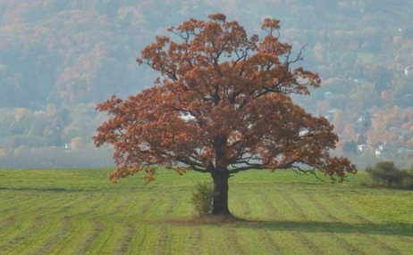 純橡木家具品牌：紅橡木與白橡木，不只是顏色的區(qū)別