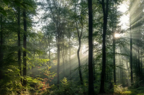 紅杉木家具;香杉木做衣柜好不好？香杉木板材有什么優(yōu)勢？