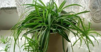 室內(nèi)裝修后除甲醛：如何清除甲醛？甲醛治理有用嗎？